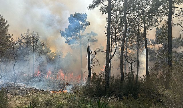 Antalya'da orman yangını