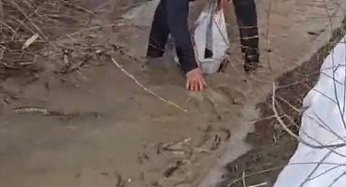 Aras Nehri'nde balık ölümleri