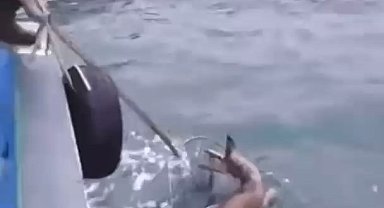 Artvin'de denize düşen karacayı balıkçılar kurtardı; o anlar kamerada