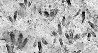 Avustralya'daki bir okulda 66 dinozor ayak izi keşfedildi