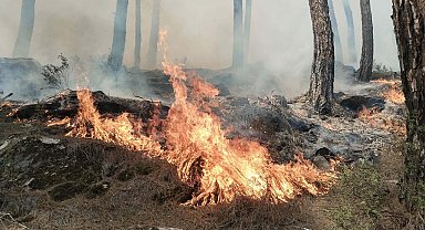Aydın'da 2 hektar orman yandı