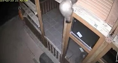 Bağ evine girmeye çalışan sansar ile nesli tehlike altındaki vaşak kamerada