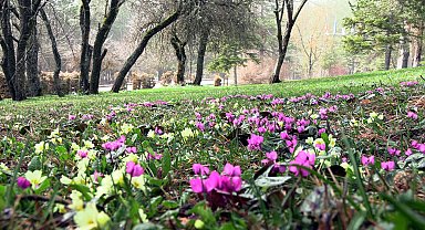Baharın müjdecisi Abant çiğdemleri, milli parka renk kattı
