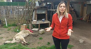 Bahçedeki köpek uyuşturucu iğne atıldıktan sonra öldü; sahibi şikayetçi oldu