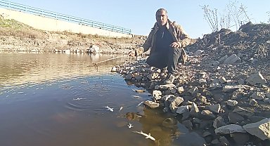 Balık ölümleri yaşanan Karasu Çayı'nda inceleme