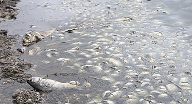 Baraj göletinde toplu balık ölümleri