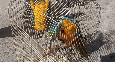 Belgesiz Macaw papağanı satışına 617 bin TL ceza