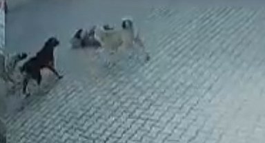 Berrak, sokak köpeklerinin saldırısında yaralandı; o anlar kamerada