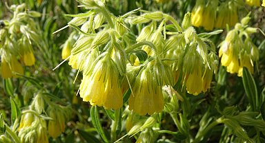 Bitkinin keşfedilen yeni türüne ölen profesörün adı verildi