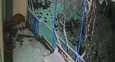 Çakal, balkondaki tepsiyi alıp götürdü