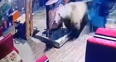 Camları kırıp restorana giren ayı, masaları devirip kaçtı; o anlar kamerada