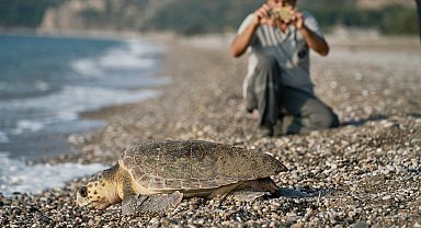 Carettaların çiftleşme dönemi başladı; 'rahatsız etmeyin' uyarısı