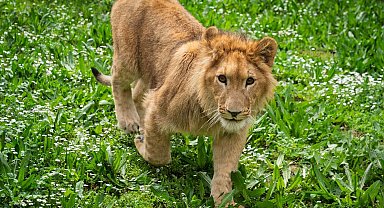 Çiftlikten kurtarılan yavru aslan, koruma altına alındı