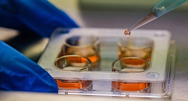 Cinsiyeti belirlenen embriyo üretimiyle hayvancılıkta verim artışı sağlanacak