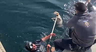 Denize düşen kediyi kurtarmak için ortak operasyon