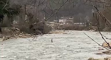 Derede akıntıya kapılan karaca kamerada