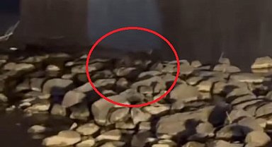 Diyarbakır'da 3 su samuru görüntülendi