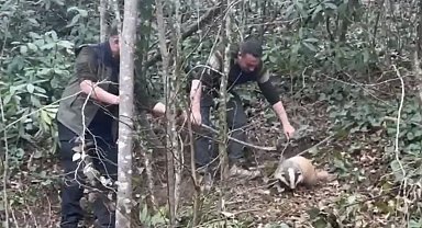 Domuz tuzağına yakalanan porsuk kurtarıldı