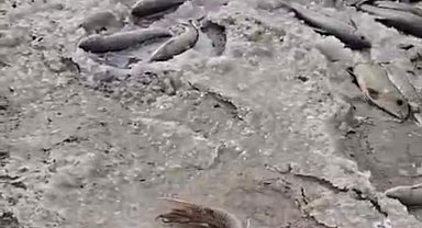 DSİ, Aras Nehri'nde balık ölümlerinin yaşandığı arkı kapattı