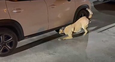 Durdurulan araçtaki 86 kilo uyuşturucuyu Hektor buldu