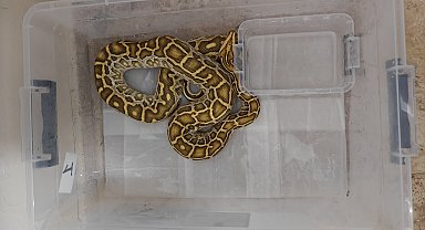 Egzotik hayvan kaçakçılığı operasyonunda 4 yılan ve 1 tarantulaya el konuldu