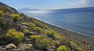 Eşsiz güzellikteki sahil parkurunda nadir görülen 50 tür endemik bitki yetişiyor