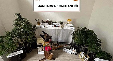 Evdeki uyuşturucuyu 'Arya' buldu; 1 tutuklama