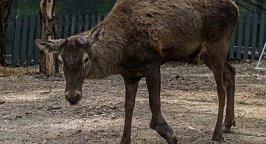 Fabrikanın bahçesinde yaralı bulunan geyik emin ellerde
