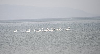 Göç yolundaki flamingolar, İznik Gölü'nde konakladı