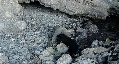 Gökova Körfezi'nde yavru Akdeniz foku, fotokapanla görüntülendi