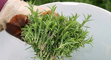 Hatay'da zahter hasadı başladı; kilosu 270 lira