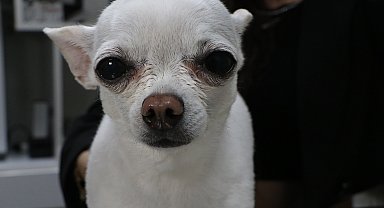 Horlamasıyla sahibini uyutmayan 'Mini', ameliyatla sağlığına kavuştu