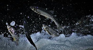 İnci kefali göçü öncesi suyun sıcaklık derecesi ölçüldü