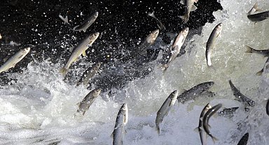 İnci kefali göçünün olduğu Deliçay'daki su seviyesi yükseldi