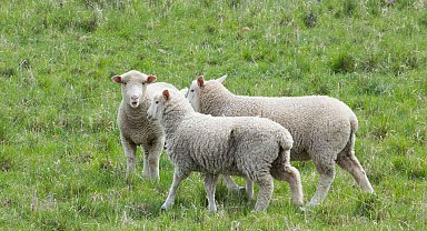 İngiltere'de ilk kez koyunda kuş gribi tespit edildi