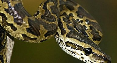 İnternette yasa dışı piton satışı