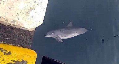 İstanbul- Avcılar'da 2 kez kayalıkların arasından kurtarılan yunus cansız halde bulundu