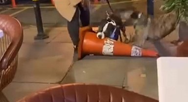 İstanbul- Bebek'te ağızlıksız gezdirilen pitbull dubaya saldırdı; sahibine 76 bin lira ceza kesildi