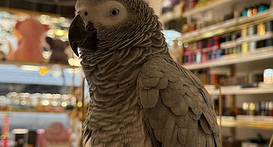 İstanbul- Büyükçekmece'de iş yerine hırsız girdi; sadece içerideki papağanı çaldı