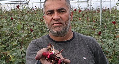 Kadınlar Günü'ne hazırlanan kırmızı gülleri soğuk vurdu