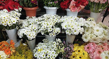 Kayseri'de çiçekçilerde '8 Mart' mesaisi