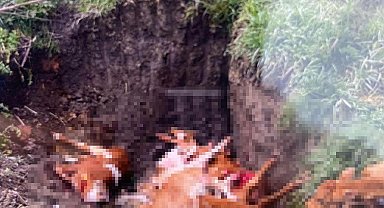 Kırklareli'ne kaçak getirilen 12 hayvan itlaf edildi