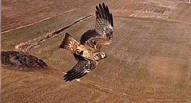 Kızıl şahinlerin dronla mücadelesi kamerada