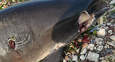 Kocaeli'de kıyıya ölü yunus vurdu