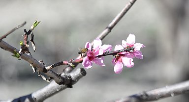 Konya'da meyve ağaçlarında don riski