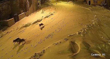 Köye inen kurtlar kamerada