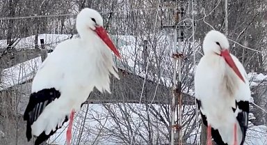 Köyün müdavimi leylekler