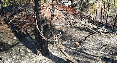 Kütahya'da orman yangını