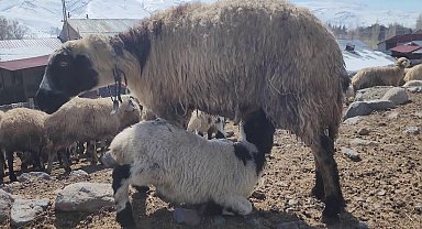 Kuzular anneleri ile buluştu, güzel görüntüler ortaya çıktı