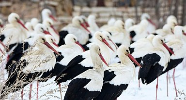 Leylekler, karlı arazide mola verdi